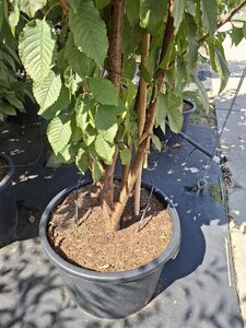 Prunus 'Pandora' 250-300 cm cont. 50L multi-stem - image 3