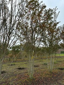 Prunus 'Pandora' 500-550 cm draadkluit meerstammig