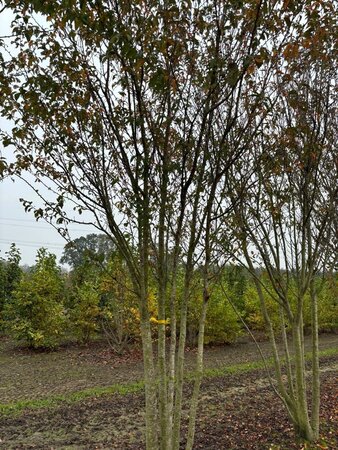 Prunus 'Pandora' 500-550 cm draadkluit meerstammig - afbeelding 2