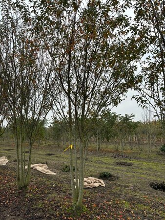 Prunus 'Pandora' 500-550 cm draadkluit meerstammig - afbeelding 3