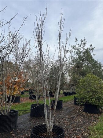 Prunus ser. 'Amanogawa' 400-450 cm airpot meerstammig