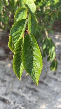 Prunus subh. 'Autumnalis Rosea' 150-175 cm draadkluit meerstammig - afbeelding 1