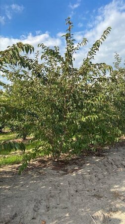 Prunus subh. 'Autumnalis Rosea' 150-175 cm draadkluit meerstammig - afbeelding 2