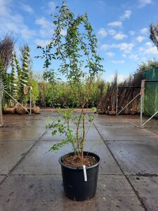 Prunus subh. 'Autumnalis Rosea' 200-250 cm container meerstammig