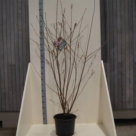 Prunus subh. 'Autumnalis' 150-175 cm cont. 20L meerstammig - afbeelding 1
