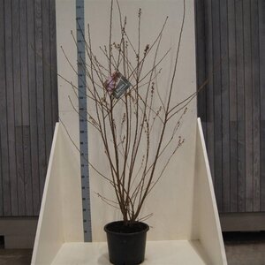 Prunus subh. 'Autumnalis' 150-175 cm cont. 20L meerstammig
