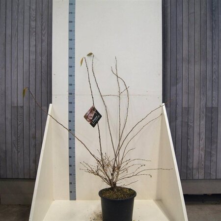 Prunus subh. 'Autumnalis' 150-175 cm cont. 20L meerstammig - afbeelding 2