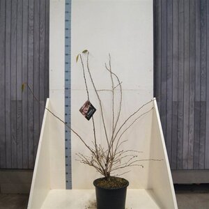 Prunus subh. 'Autumnalis' 150-175 cm cont. 20L meerstammig - afbeelding 2