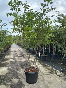 Prunus subh. 'Autumnalis' 250-300 cm cont. 90L meerstammig