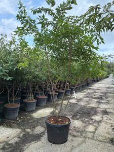 Prunus subh. 'Autumnalis' 250-300 cm cont. 90L meerstammig - afbeelding 2