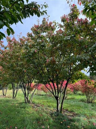 Prunus sargentii 'Charles Sargent' 500-600 cm draadkluit meerstammig - afbeelding 2