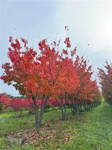 Prunus sargentii 'Charles Sargent' 500-600 cm WRB multi-stem