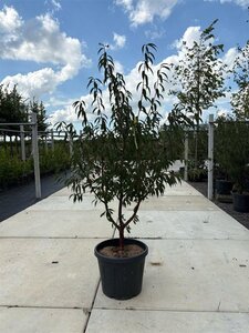 Prunus serrula 150-175 cm container meerstammig