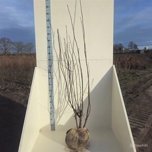 Prunus serrula 150-175 cm met kluit meerstammig