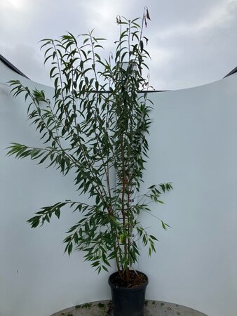 Prunus serrula 175-200 cm cont. 35L meerstammig - afbeelding 1