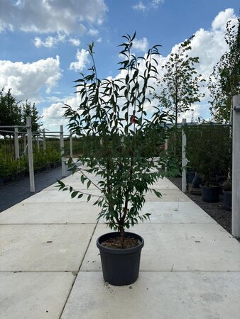 Prunus serrula 175-200 cm container meerstammig