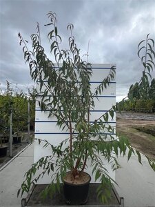 Prunus serrula 200-250 cm cont. 35L meerstammig - afbeelding 1