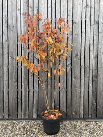 Prunus ser. 'Kanzan' 175-200 cm cont. 45L meerstammig