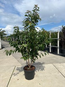 Prunus ser. 'Kanzan' 175-200 cm container meerstammig