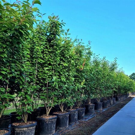 Prunus ser. 'Kanzan' 200-250 cm container meerstammig