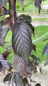 Prunus ser. 'Royal Burgundy' 150-175 cm draadkluit meerstammig - afbeelding 4