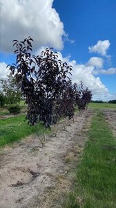 Prunus ser. 'Royal Burgundy' 150-175 cm draadkluit meerstammig - afbeelding 5