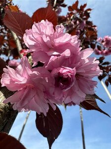 Prunus ser. 'Royal Burgundy' 150-175 cm draadkluit meerstammig - afbeelding 6