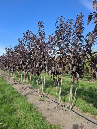 Prunus ser. 'Royal Burgundy' 150-175 cm draadkluit meerstammig - afbeelding 1