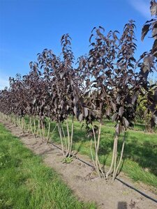 Prunus ser. 'Royal Burgundy' 150-175 cm draadkluit meerstammig - afbeelding 1