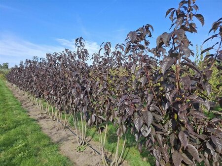 Prunus ser. 'Royal Burgundy' 150-175 cm draadkluit meerstammig - afbeelding 2