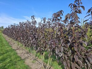Prunus ser. 'Royal Burgundy' 150-175 cm draadkluit meerstammig - afbeelding 2