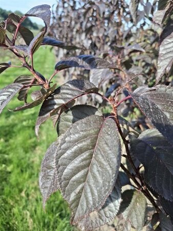 Prunus ser. 'Royal Burgundy' 150-175 cm draadkluit meerstammig - afbeelding 3