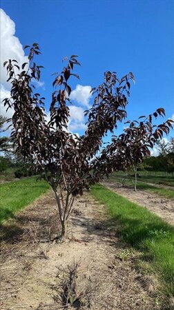 Prunus ser. 'Royal Burgundy' 150-175 cm draadkluit meerstammig - afbeelding 7
