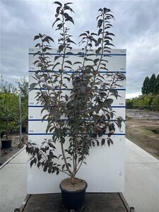 Prunus ser. 'Royal Burgundy' 175-200 cm cont. 20L meerstammig