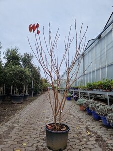 Prunus ser. 'Royal Burgundy' 175-200 cm container meerstammig