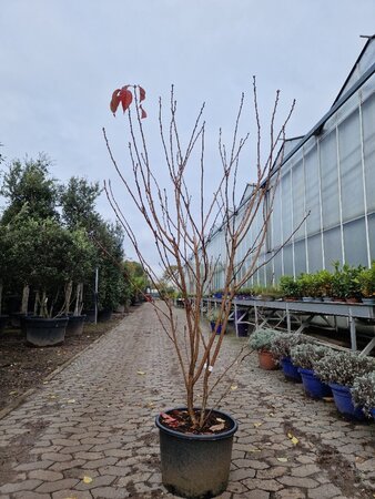 Prunus ser. 'Royal Burgundy' 175-200 cm container meerstammig
