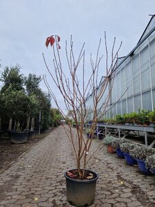 Prunus ser. 'Royal Burgundy' 175-200 cm container meerstammig