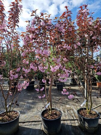 Prunus ser. 'Royal Burgundy' 175-200 cm container meerstammig - afbeelding 3
