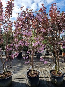 Prunus ser. 'Royal Burgundy' 175-200 cm container meerstammig - afbeelding 3
