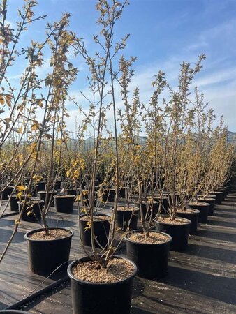 Prunus ser. 'Ukon' 175-200 cm cont. 40L multi-stem