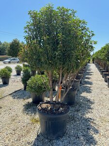 Prunus lusitanica 'Angustifolia' 175-200 cm container meerstammig