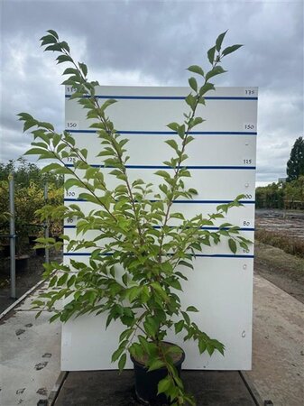 Prunus yedoensis 175-200 cm cont. 20L meerstammig