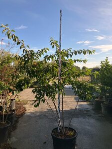 Prunus yedoensis 200-250 cm cont. 95L meerstammig