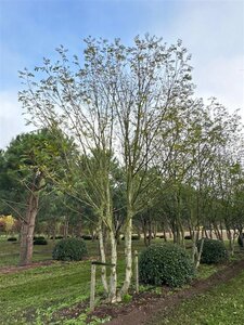 Pterocarya fraxinifolia 600-700 cm draadkluit meerstammig solitair
