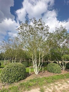 Pterocarya fraxinifolia 600-700 cm draadkluit meerstammig solitair - afbeelding 2