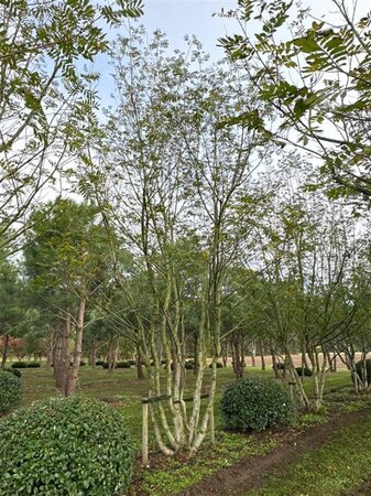 Pterocarya fraxinifolia 600-700 cm draadkluit meerstammig solitair - afbeelding 3