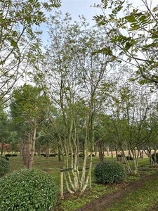 Pterocarya fraxinifolia 600-700 cm draadkluit meerstammig solitair - afbeelding 3