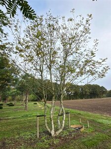 Pterocarya fraxinifolia 600-700 cm draadkluit meerstammig solitair