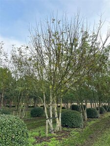 Pterocarya fraxinifolia 600-700 cm draadkluit meerstammig solitair - afbeelding 4