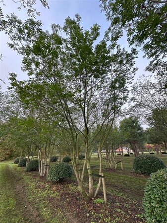 Pterocarya fraxinifolia 700-800 cm draadkluit meerstammig solitair - afbeelding 1